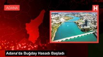 Adana'da Buğday Hasadı Başladı