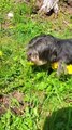 My Dog Likes Picking Flowers