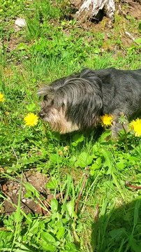My Dog Likes Picking Flowers