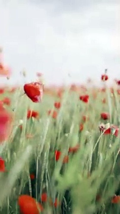 Nature video