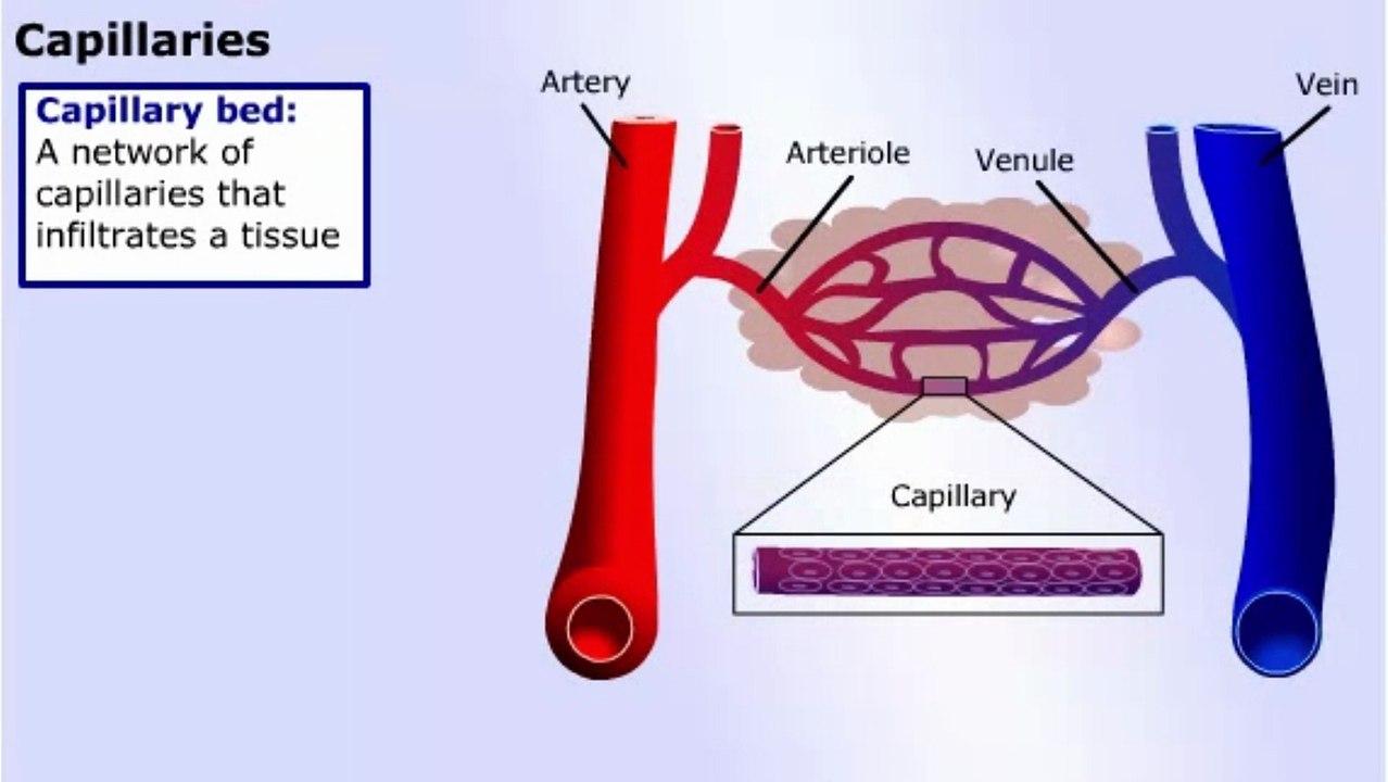 Blood and Components