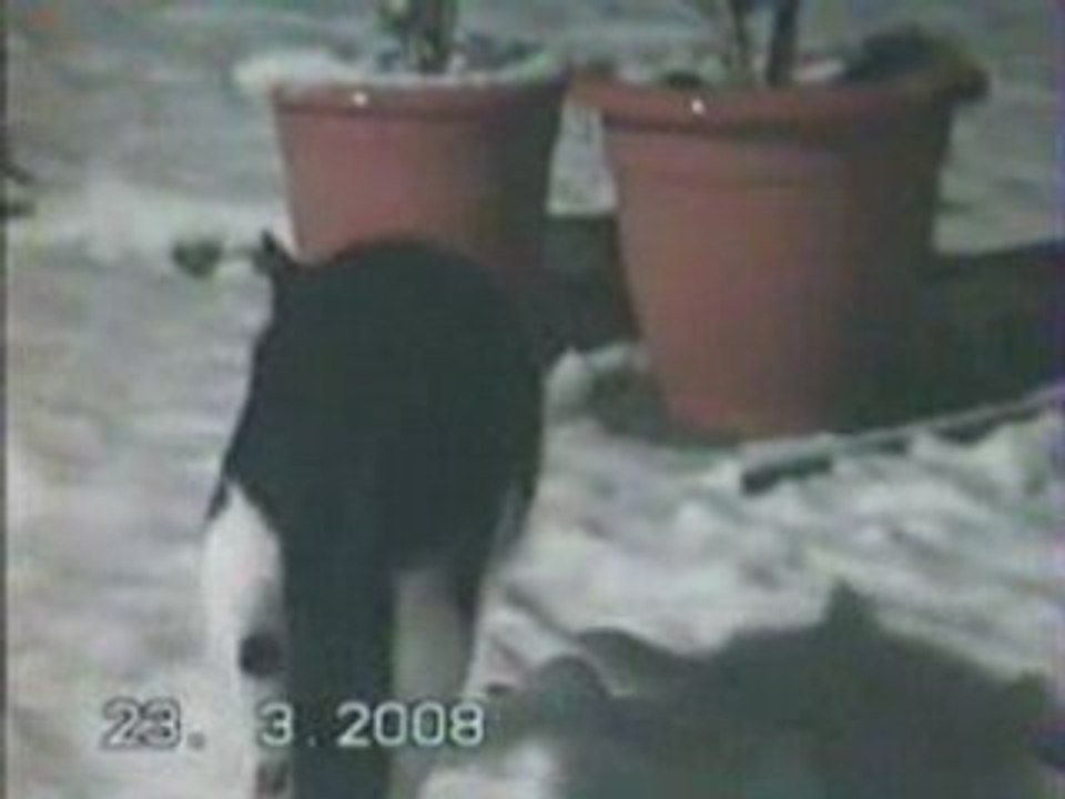 Félix et Chiffon dans la neige