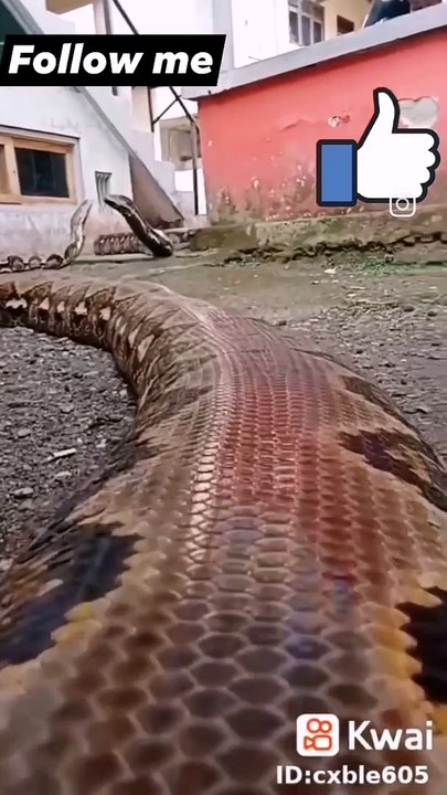 Anaconda