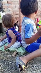 Rabbits bunny and babies