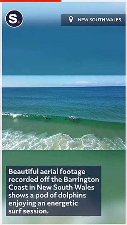 Dolphins Grab Air Time During Energetic Surf Session