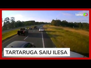 Motorista causa engavetamento nos EUA ao parar para tartaruga atravessar pista
