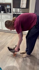 This Duck Will Have His Revenge