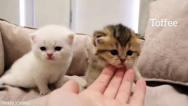 Fluffy Meowing kittens