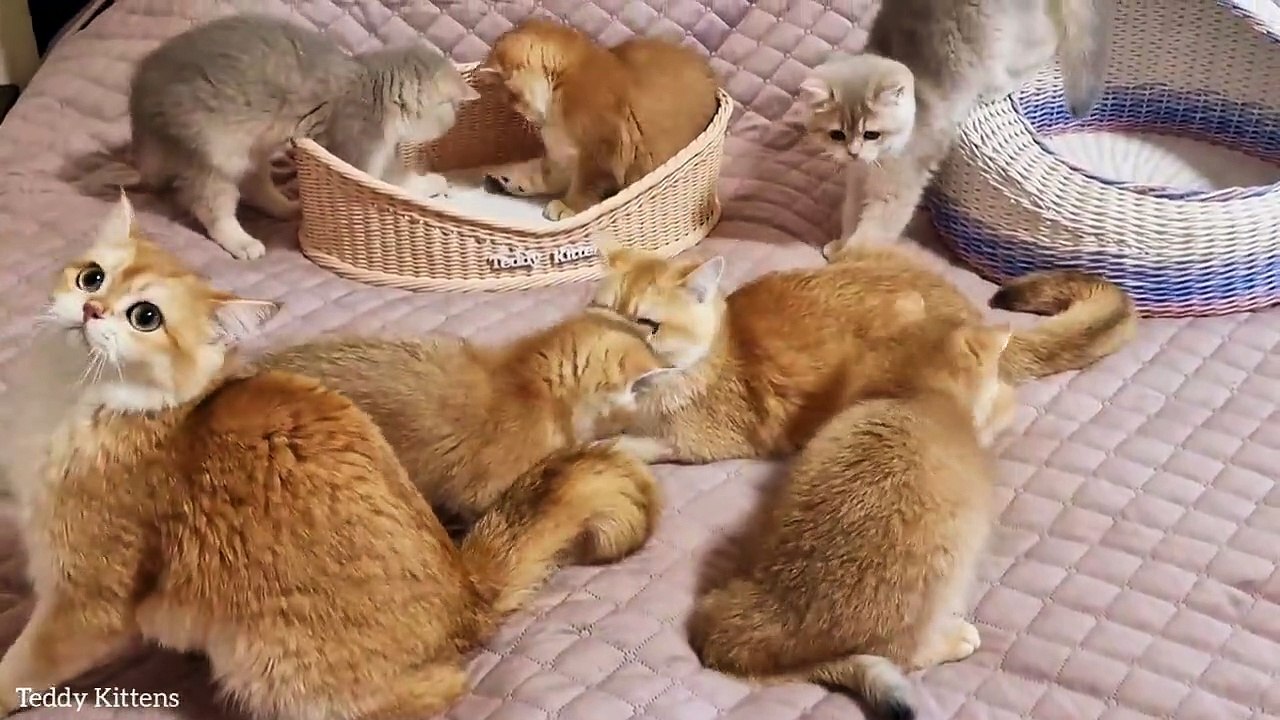 Fun time with kittens