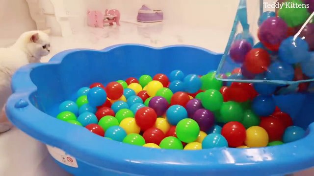 Funny Kittens and 200 Balls in a Ball Pit ! _ Teddy Kittens