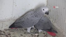 Şırnak'ta yasadışı yollarla getirilen 5 papağan ele geçirildi