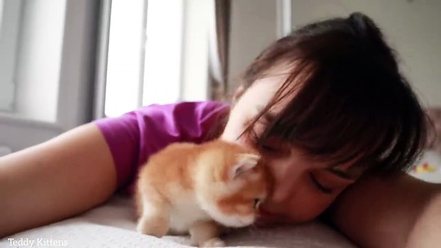 Golden British Shorthair kittens _ 1 month after birth