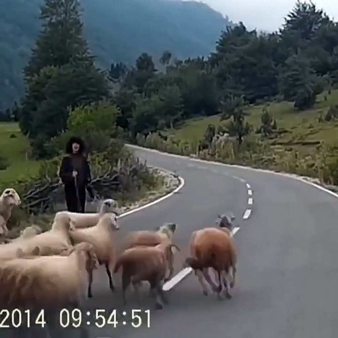 ⁣#sheep animaux
