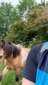 Friendly Horse Follows Amazon Delivery Driver