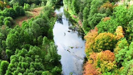 Soothing Violin Serenades - Music for Calmness and Relaxation