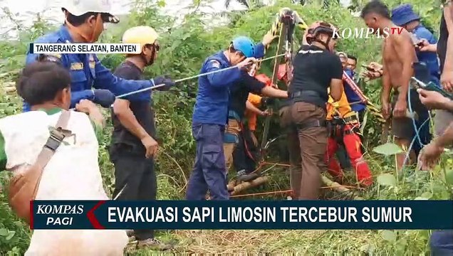 Jatuh ke Sumur, Proses Evakuasi Sapi Limosin Berlangsung Dramatis!