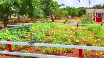 Kids Entertainment Show Chris and Alice feeding animals at the farm