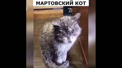 New Funny Videos 2023  Cutest Cats and Dogs  Part 60
