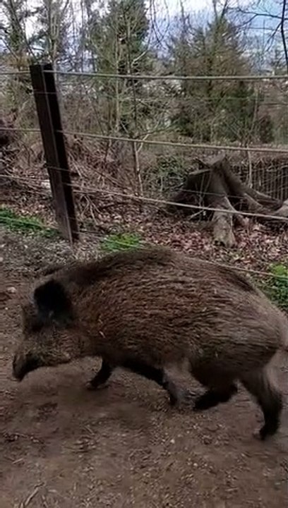 Babyboom im Alpenzoo
