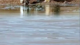 Lion and Zebra sharing water at pond #Wild #Lion #animals