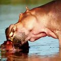 Hippo eating her child #wild #wild animals #viral #trending #animals