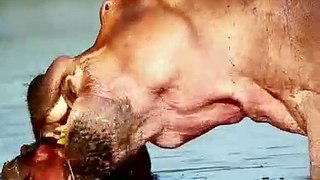 Hippo eating her child #wild #wild animals #viral #trending #animals