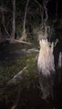 Hunt in night discovered a lot of animals ! #wild #wild animals #viral #trending #animals