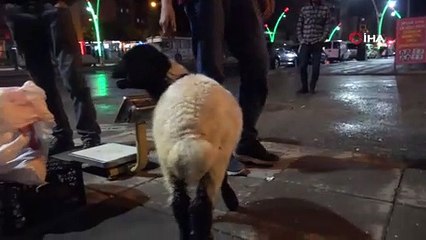 Bu kuzu sahibini asla yalnız bırakmıyor