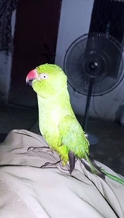 Talking Parrot unbelievable