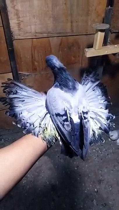 Pegions lover