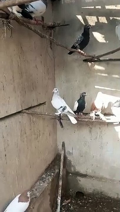 Silver Sabaz Chap Male birds lover Pegions