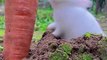 Bunny Want to Eat Carrot | Rabbit Want to Eat Carrot | Cute Pets |Animals Funny Moments #animals #4u