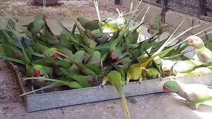 Raw Parrots getting food together one time