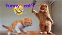 Funny Animal Ideos | Funniest Cats & Kitten videos