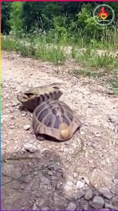 Tortoises love with another