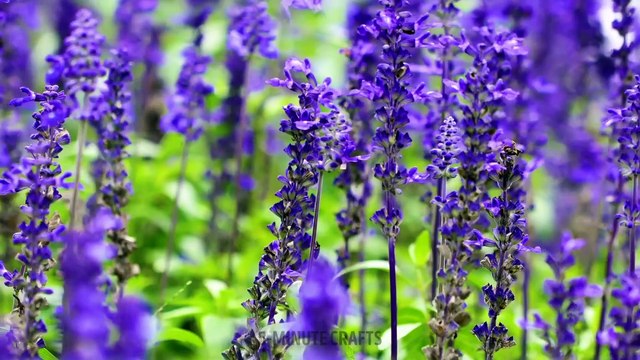 Gardening Hacks You Should Know Easy Ways To Grow Lovely House Plants