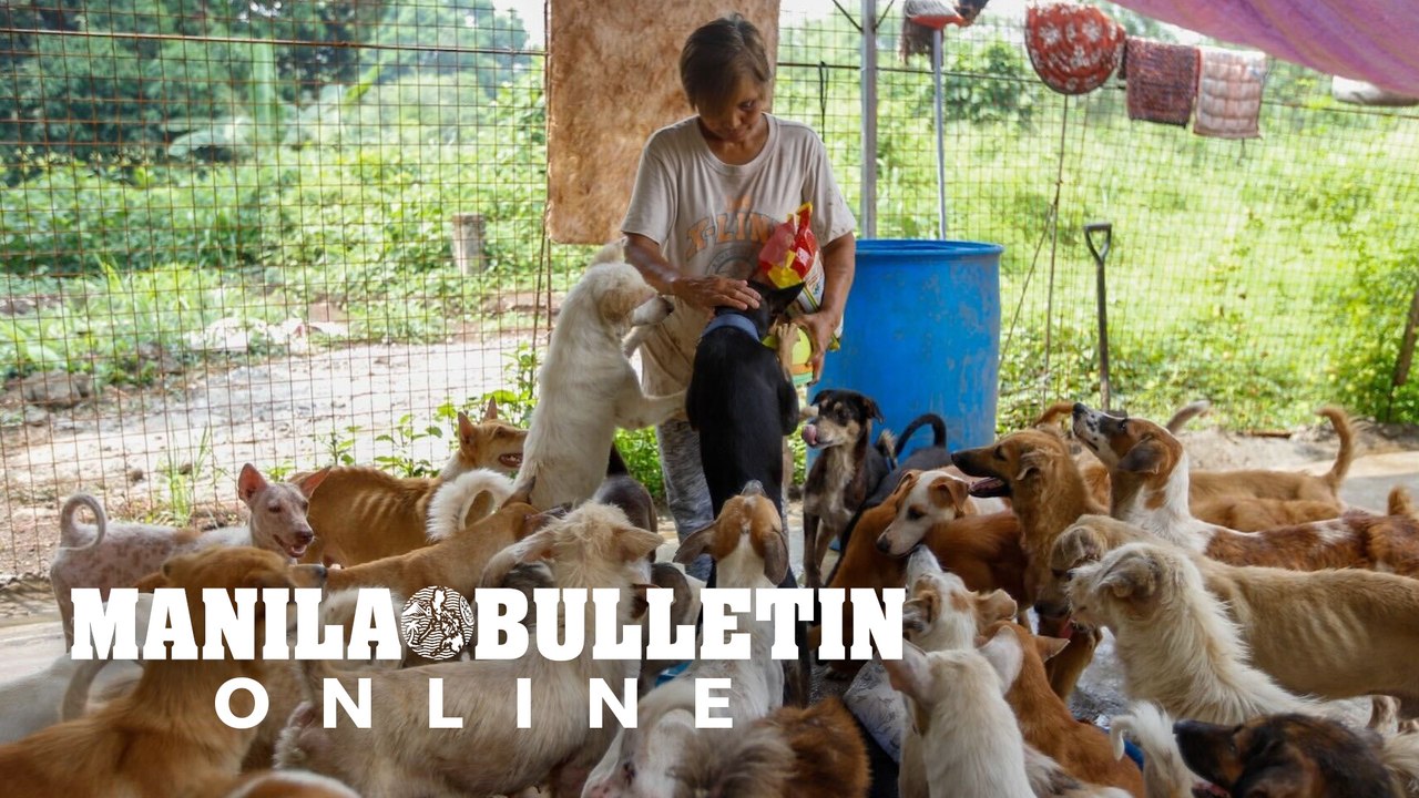 Stray dog rescuer feeds some of her rescued dog...