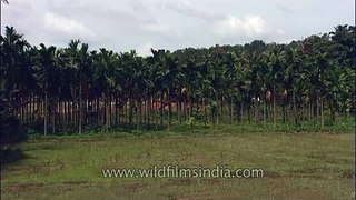 Vanilla plantation in India