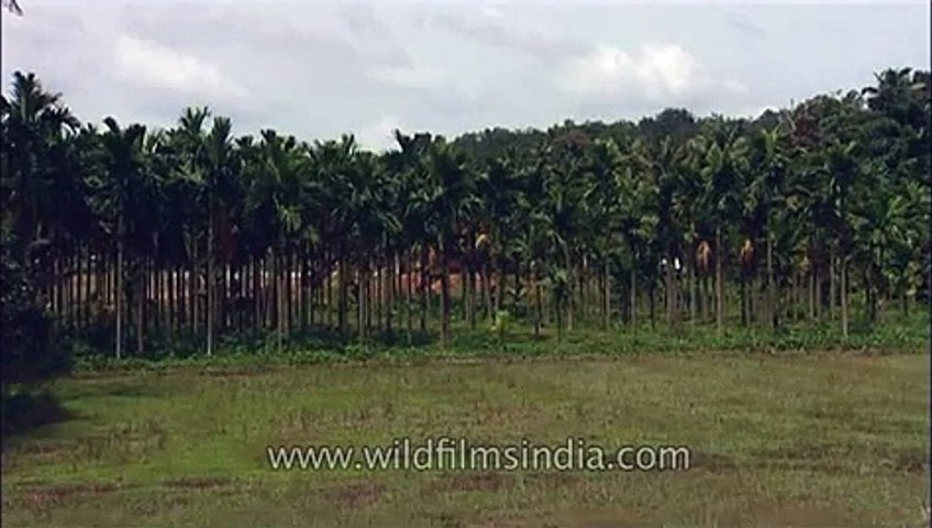 Vanilla plantation in India