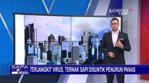 Puluhan Ternak Sapi di Lampung Terjangkit Virus Lumpy Skin Disease