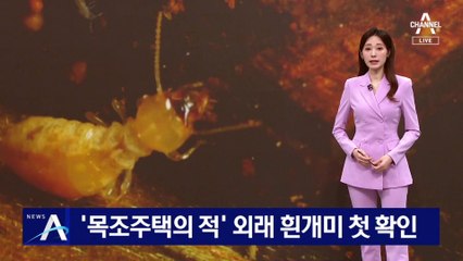 ‘목조주택의 적’ 외래 흰개미…국내 유입 첫 확인