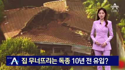 집 무너뜨리는 독종 외래 흰개미…10년 전 유입?