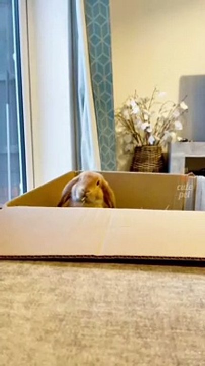 Animals Funny Moments |Cute Pets | Funny Animals #animals #pets #funny #cutepets #fun #viral #trend