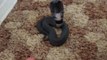 First-person view of TERRIFYING, VENOMOUS snake's invasion of living room