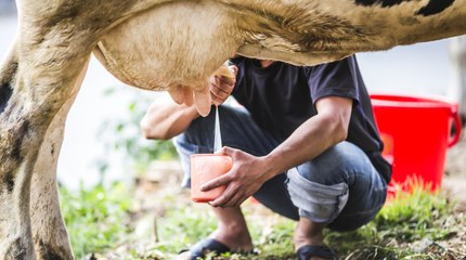 ¿Qué relación hay entre la disminución de la producción de leche y la ola de calor en Atlántico?