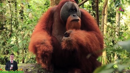 Making Funny Animal Sounds with Farm Animals - Rabbit Edition