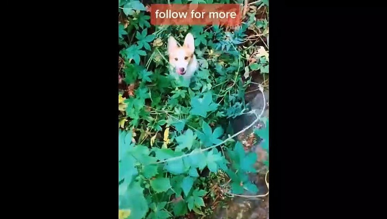Try Not To Laugh Dogs And Cats  - Best Funniest Animals Video 2023