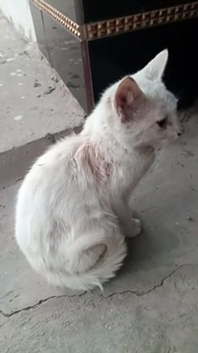 Very cute kitten of white color very cute