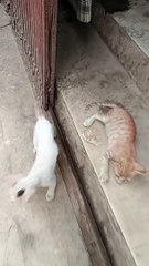 Very cute cat and her babies