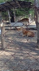 Children were delighted to see deer in Kananpendari Zoo